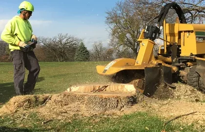 tree cutting and stump removal honolulu