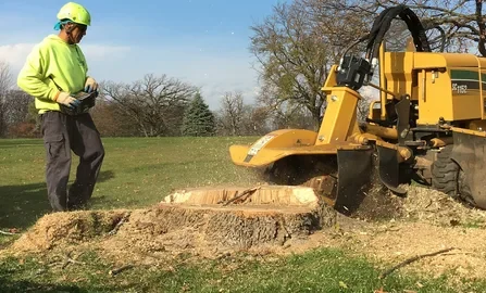 tree cutting and stump removal honolulu