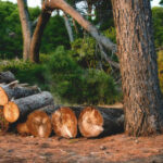 Affordable Tree Felling Blackpool