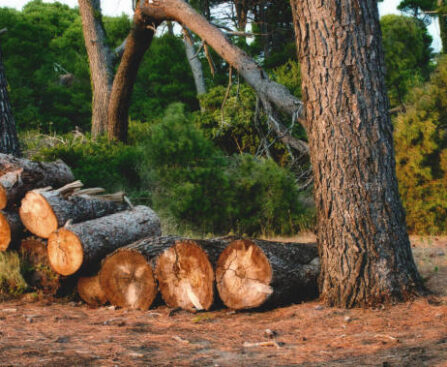 Affordable Tree Felling Blackpool