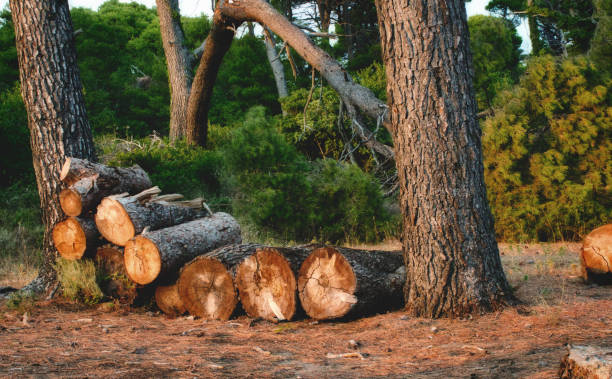 Affordable Tree Felling Blackpool