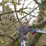 Removing Dead Tree Branches