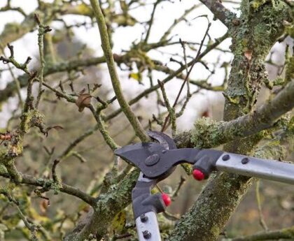 Removing Dead Tree Branches