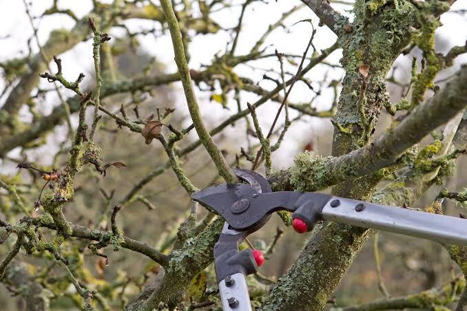 Removing Dead Tree Branches