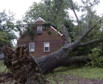 Professional Tree service in Atlanta GA for Homeowners and Property Care
