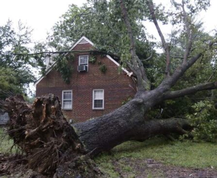 Professional Tree service in Atlanta GA for Homeowners and Property Care