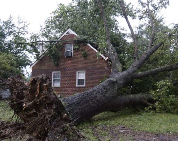 Professional Tree service in Atlanta GA for Homeowners and Property Care