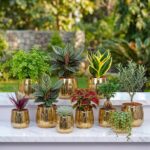 Planters Price in Pakistan