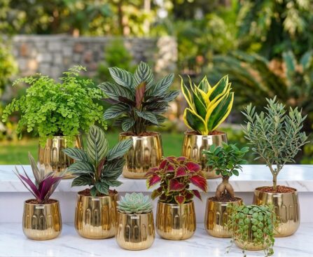 Planters Price in Pakistan